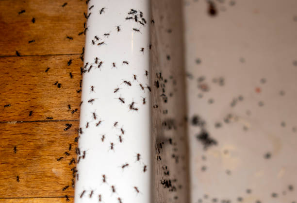 Best Spider Control Near Me  in Watsonville, CA